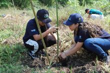 Con 120 especies plantadas se celebr&oacute; el D&iacute;a del &Aacute;rbol, en el Coraz&oacute;n de Pance