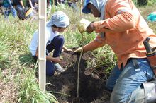 Con 120 especies plantadas se celebr&oacute; el D&iacute;a del &Aacute;rbol, en el Coraz&oacute;n de Pance