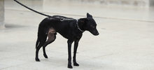 &ldquo;El CBA no es un espacio para abandonar animales&rdquo;: Unidad de Protecci&oacute;n Animal