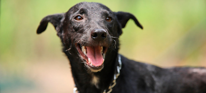 &ldquo;El CBA no es un espacio para abandonar animales&rdquo;: Unidad de Protecci&oacute;n Animal