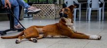 Familias respondieron a la jornada de adopci&oacute;n del Centro de Bienestar Animal de Cali