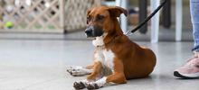 Familias respondieron a la jornada de adopci&oacute;n del Centro de Bienestar Animal de Cali