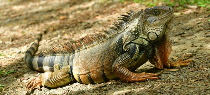 La fascinante iguana verde: caracter&iacute;sticas, distribuci&oacute;n y su rol vital en los ecosistemas