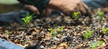 El jardinero que ayud&oacute; a evitar la extinci&oacute;n del Burilico