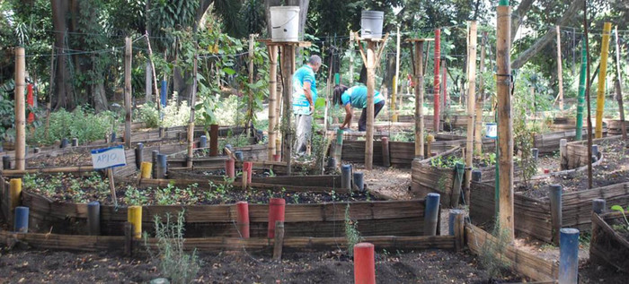 Huertas urbanas, ejemplo de seguridad alimentaria en Cali