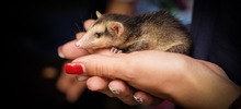 Unidad de Atenci&oacute;n y Rescate de Fauna Silvestre est&aacute; activa en temporada seca