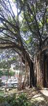 Manos criminales afectaron &aacute;rbol notable