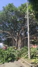 Manos criminales afectaron &aacute;rbol notable