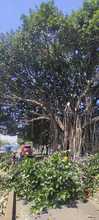 Manos criminales afectaron &aacute;rbol notable