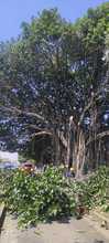 Manos criminales afectaron &aacute;rbol notable