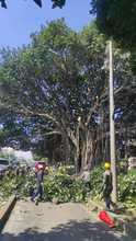 Manos criminales afectaron &aacute;rbol notable