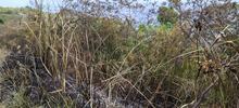 Dagma mitig&oacute; riesgo de nuevo incendio en el cerro de Las Tres Cruces