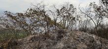 Dagma mitig&oacute; riesgo de nuevo incendio en el cerro de Las Tres Cruces