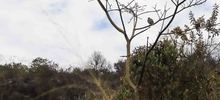 Dagma mitig&oacute; riesgo de nuevo incendio en el cerro de Las Tres Cruces