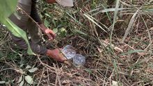 Incendios forestales arrasan la vida y desplazan la fauna en monta&ntilde;as de Cali