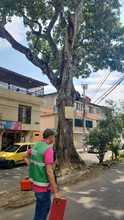 Cale&ntilde;os aliados en la protecci&oacute;n del arbolado urbano