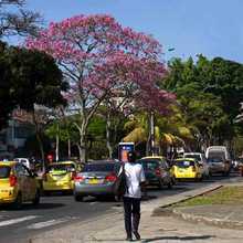 Olores ofensivos en el norte de Cali