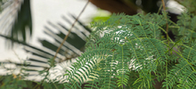 La leucaena es declarada como especie ex&oacute;tica invasora 
