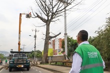 Dos d&iacute;as tardar&aacute; la tala de ceiba en la calle quinta
