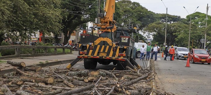 Dos d&iacute;as tardar&aacute; la tala de ceiba en la calle quinta