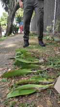Dagma decomis&oacute; 6 unidades de orqu&iacute;deas extra&iacute;das del bosque en &lsquo;Cali Orqu&iacute;deas&rsquo;
