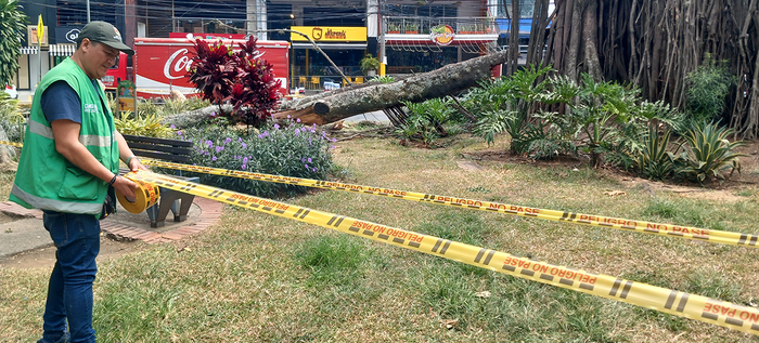 Una poda irregular habr&iacute;a causado la afectaci&oacute;n del emblem&aacute;tico &aacute;rbol de caucho en el Parque del Perro