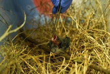 Hogar de Paso del Dagma ha atendido 323 animales silvestres en 2024