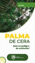 Acciones de amor y fe por el medio ambiente: en Semana Santa protejamos la palma de cera
