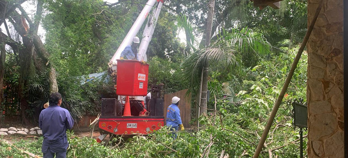 Dagma intensifica atenci&oacute;n de emergencias arb&oacute;reas