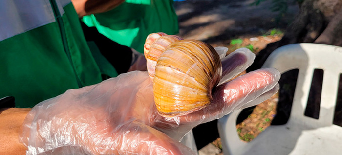 Dagma alerta sobre proliferaci&oacute;n del caracol africano en varias  comunas de Cali