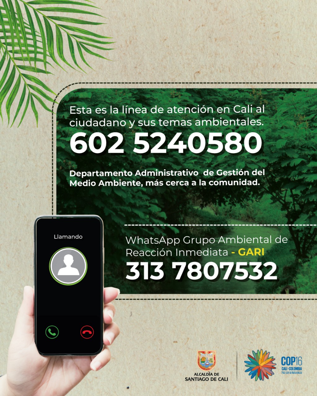 Dagma alerta sobre proliferación del caracol africano en varias  comunas de Cali