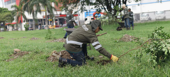 Participa en las siembras masivas de &aacute;rboles y ayuda a fortalecer los bosques urbanos de &lsquo;Cali, Capital Pac&iacute;fica de Colombia&rsquo;