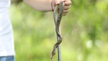 M&aacute;s de 700 animales silvestres fueron liberados por el Dagma en las monta&ntilde;as de Cali durante el primer semestre de 2024