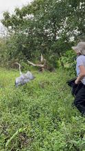 M&aacute;s de 700 animales silvestres fueron liberados por el Dagma en las monta&ntilde;as de Cali durante el primer semestre de 2024