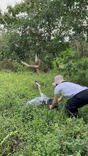 M&aacute;s de 700 animales silvestres fueron liberados por el Dagma en las monta&ntilde;as de Cali durante el primer semestre de 2024