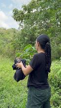 M&aacute;s de 700 animales silvestres fueron liberados por el Dagma en las monta&ntilde;as de Cali durante el primer semestre de 2024