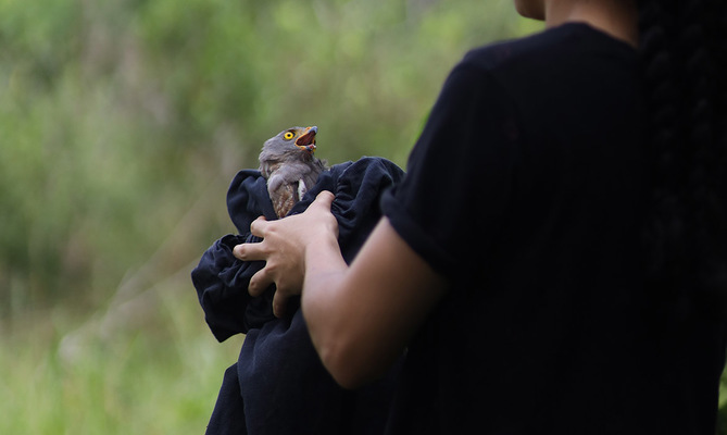 M&aacute;s de 700 animales silvestres fueron liberados por el Dagma en las monta&ntilde;as de Cali durante el primer semestre de 2024