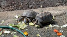 105 animales recuperados en el Hogar de Paso del Dagma, ser&aacute;n enviados a Cartagena y liberados en su h&aacute;bitat natural