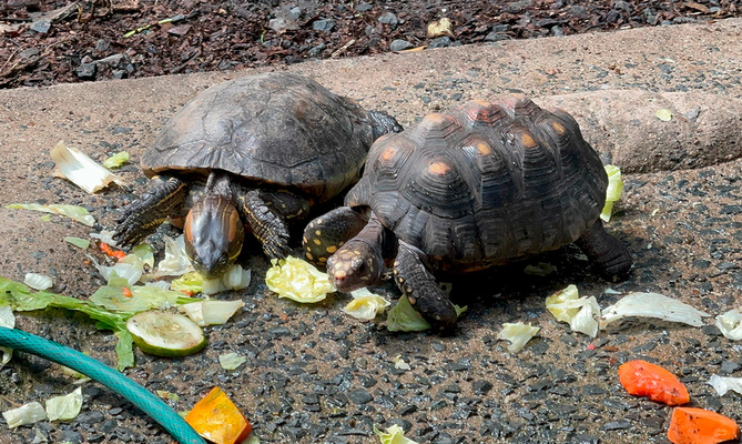 105 animales recuperados en el Hogar de Paso del Dagma, ser&aacute;n enviados a Cartagena y liberados en su h&aacute;bitat natural