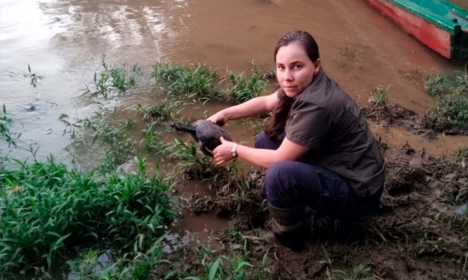 Animales recuperados en Cali retornaron, de vuelta, a sus h&aacute;bitats en el Caquet&aacute;