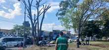 Avanzan las intervenciones de recuperaci&oacute;n ambiental y paisaj&iacute;stica en  el separador vial de la calle 25