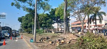 Avanzan las intervenciones de recuperaci&oacute;n ambiental y paisaj&iacute;stica en  el separador vial de la calle 25