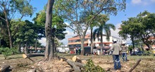 Avanzan las intervenciones de recuperaci&oacute;n ambiental y paisaj&iacute;stica en  el separador vial de la calle 25