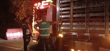 Operativos previos al &lsquo;Petronio &Aacute;lvarez&rsquo;: Dagma y Polic&iacute;a Ambiental intensifican labores contra el tr&aacute;fico de flora y fauna silvestre