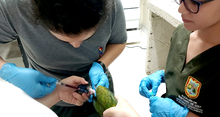 Avanzan los operativos de control al tr&aacute;fico de fauna: 1.970 animales silvestres han ingresado en 2024 al Hogar de Paso del Dagma