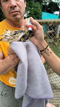 Un &aacute;guila coronada afectada por perdigones fue rescatada en el parque  El Ingenio: ya est&aacute; en el Hogar de Paso del Dagma