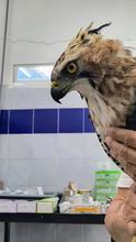 Un &aacute;guila coronada afectada por perdigones fue rescatada en el parque  El Ingenio: ya est&aacute; en el Hogar de Paso del Dagma