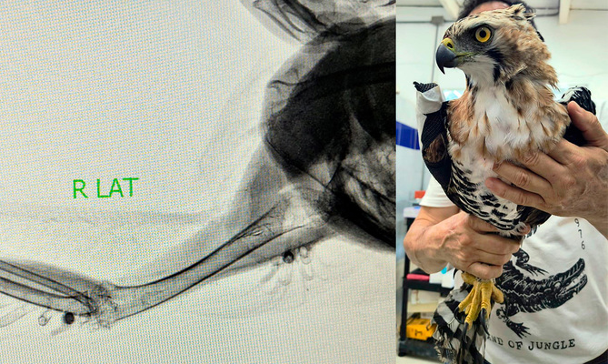 Un &aacute;guila coronada afectada por perdigones fue rescatada en el parque  El Ingenio: ya est&aacute; en el Hogar de Paso del Dagma