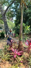 Con 30 nuevos jardines, avanza el plan de recuperaci&oacute;n ambiental previo a la COP16