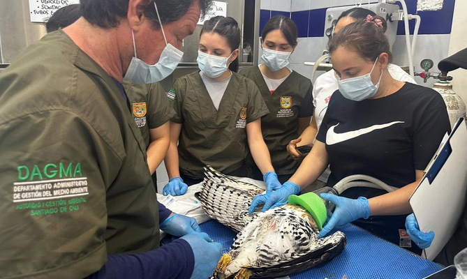 En el Hogar de Paso del Dagma avanza la recuperaci&oacute;n del &aacute;guila coronada herida: hay esperanza de libertad para una especie en peligro